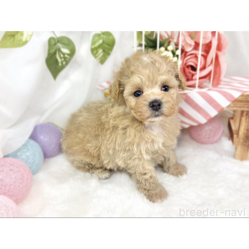 販売中の滋賀県のマルプー:マルチーズ×トイプードル-426345の2枚目