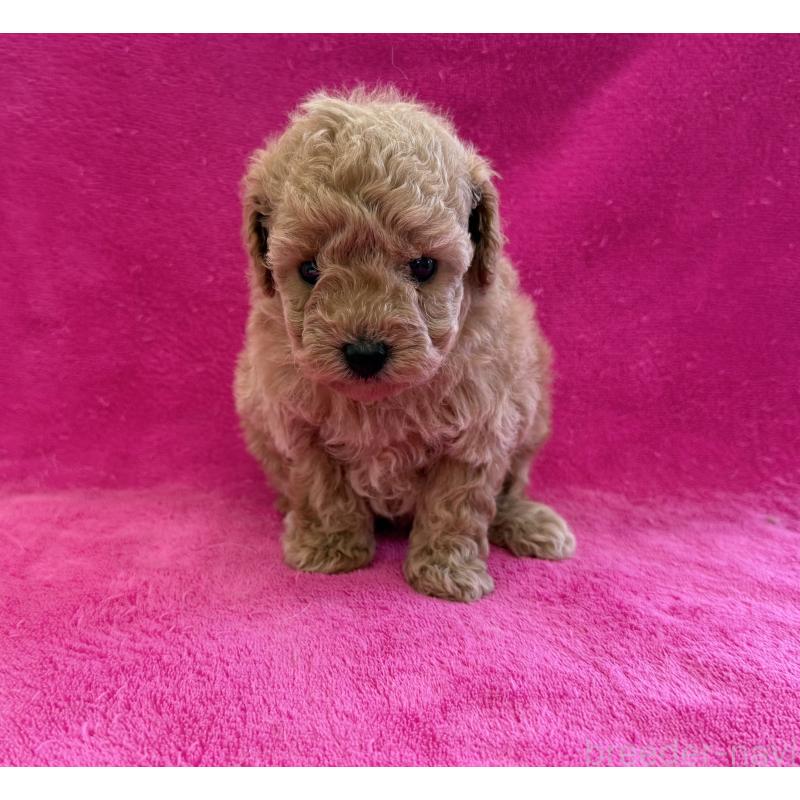 販売中の愛知県のトイプードル-426346の3枚目