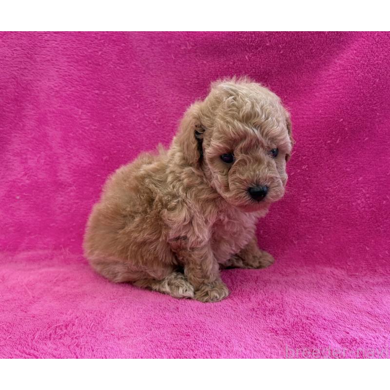 販売中の愛知県のトイプードル-426346の2枚目