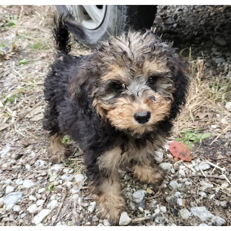 販売中の岐阜県のゴールデンドゥードル:ゴールデンレトリーバー×プードル-426349の1枚目