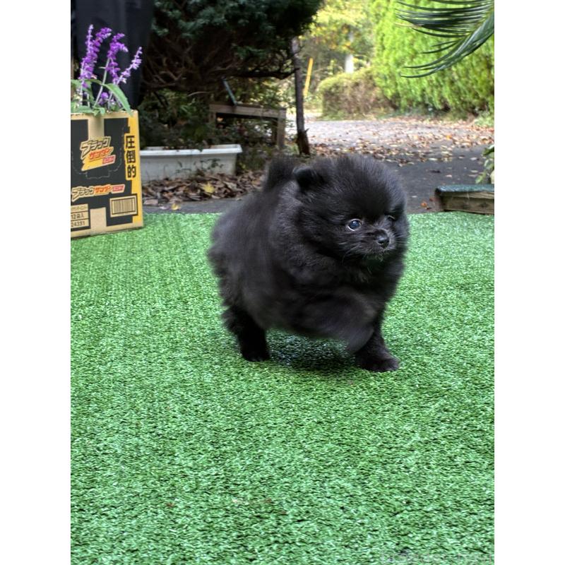 成約済の千葉県のポメラニアン-426019の3枚目