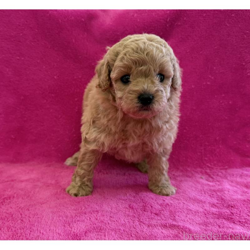 販売中の愛知県のトイプードル-426348の3枚目