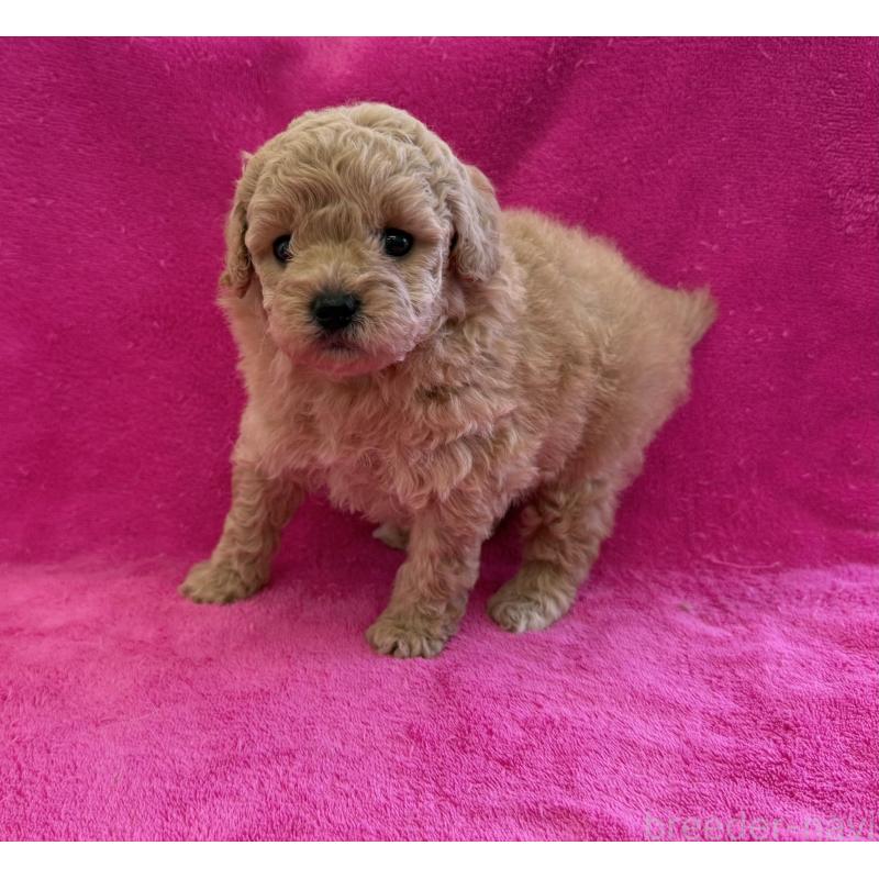 販売中の愛知県のトイプードル-426348の2枚目