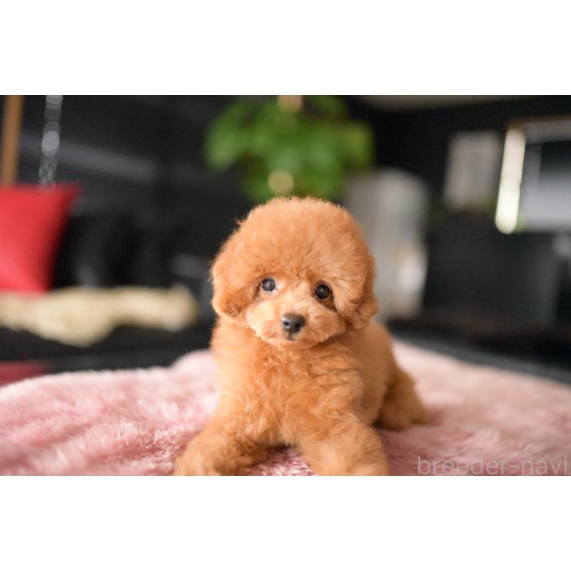販売中の茨城県のタイニープードル-417875の6枚目