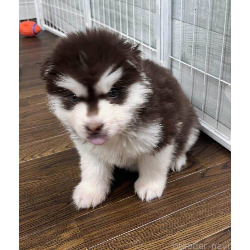 成約済の東京都のアラスカンマラミュート-425209の7枚目