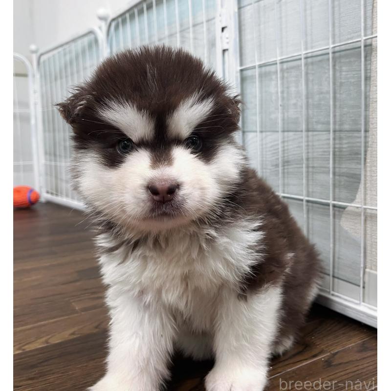 成約済の東京都のアラスカンマラミュート-425209の6枚目