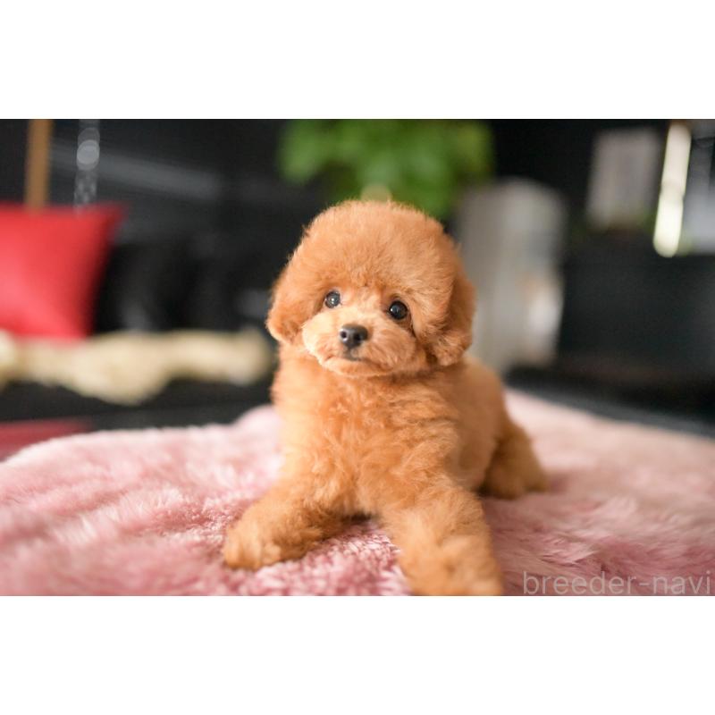 販売中の茨城県のタイニープードル-417875の5枚目