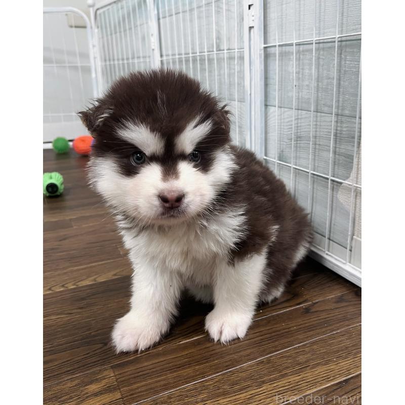 成約済の東京都のアラスカンマラミュート-425209の5枚目