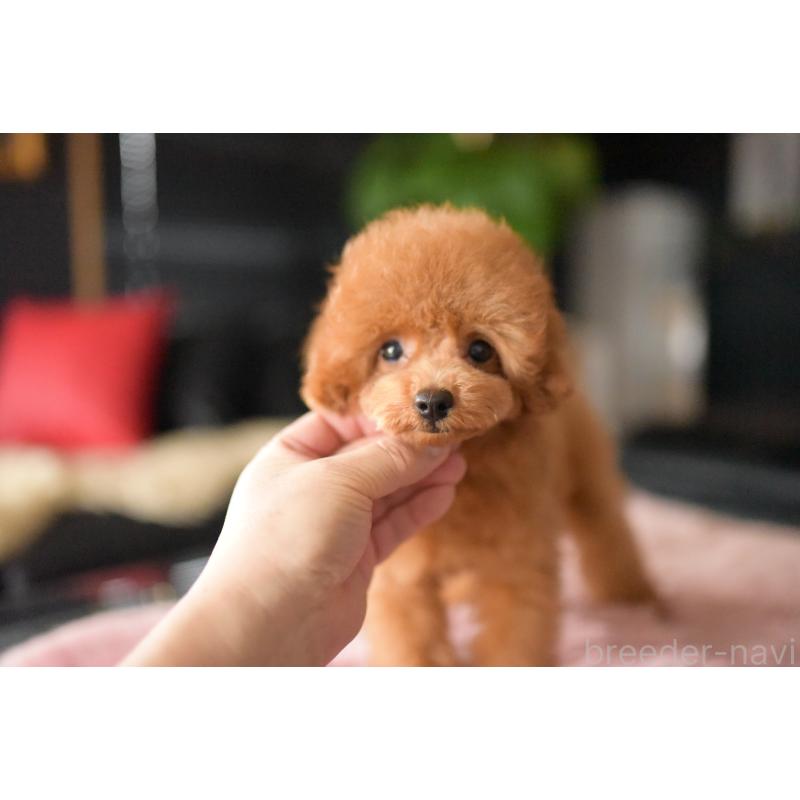 販売中の茨城県のタイニープードル-417875の4枚目