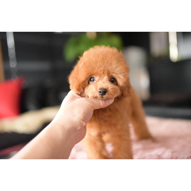 販売中の茨城県のタイニープードル-417875の3枚目