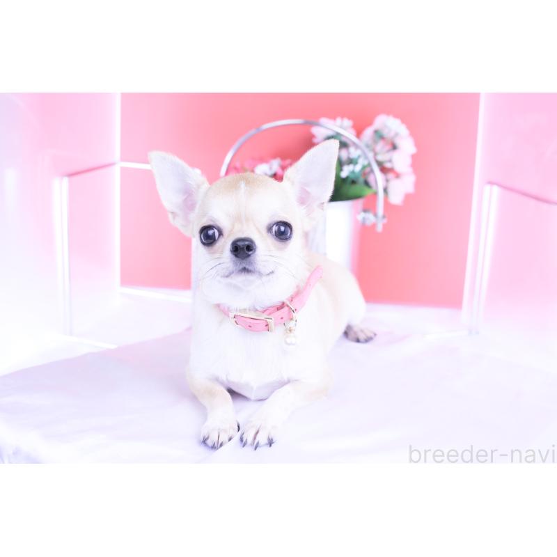 販売中の愛知県のチワワ(スムースコート)-396444の13枚目