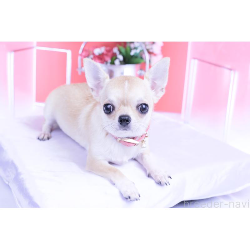 販売中の愛知県のチワワ(スムースコート)-396444の12枚目