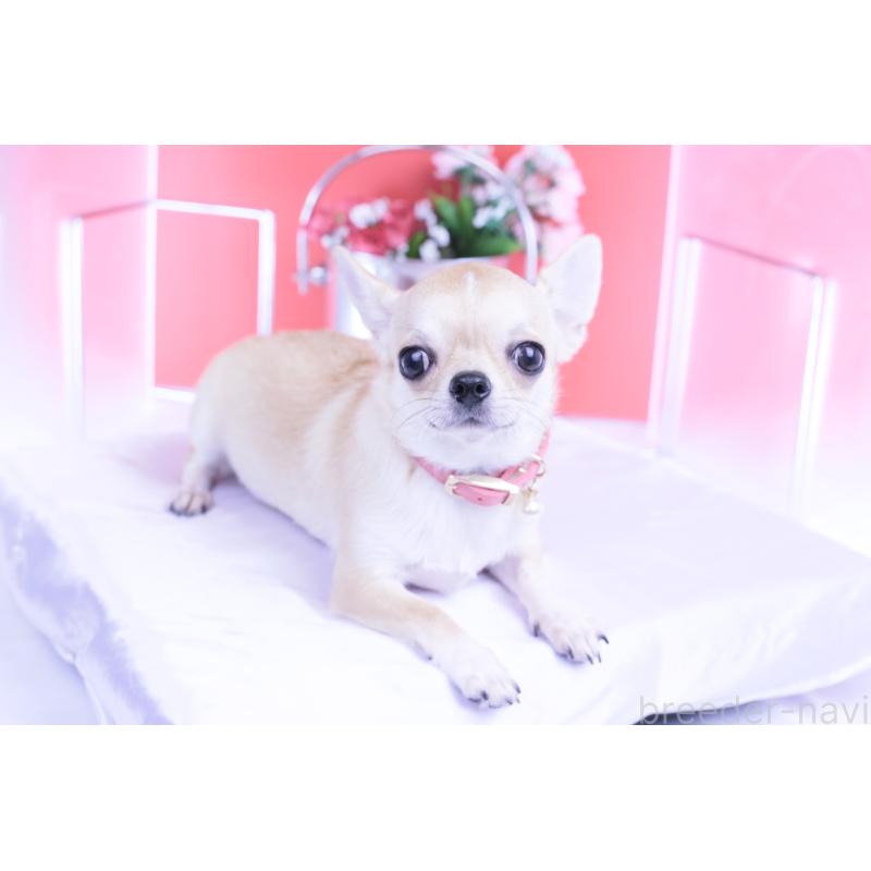 販売中の愛知県のチワワ(スムースコート)-396444の11枚目