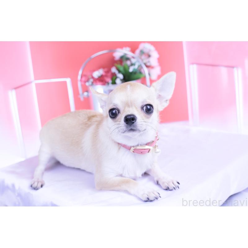 販売中の愛知県のチワワ(スムースコート)-396444の10枚目