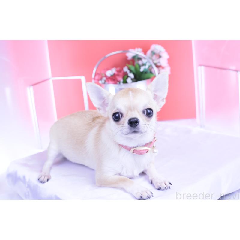 販売中の愛知県のチワワ(スムースコート)-396444の9枚目