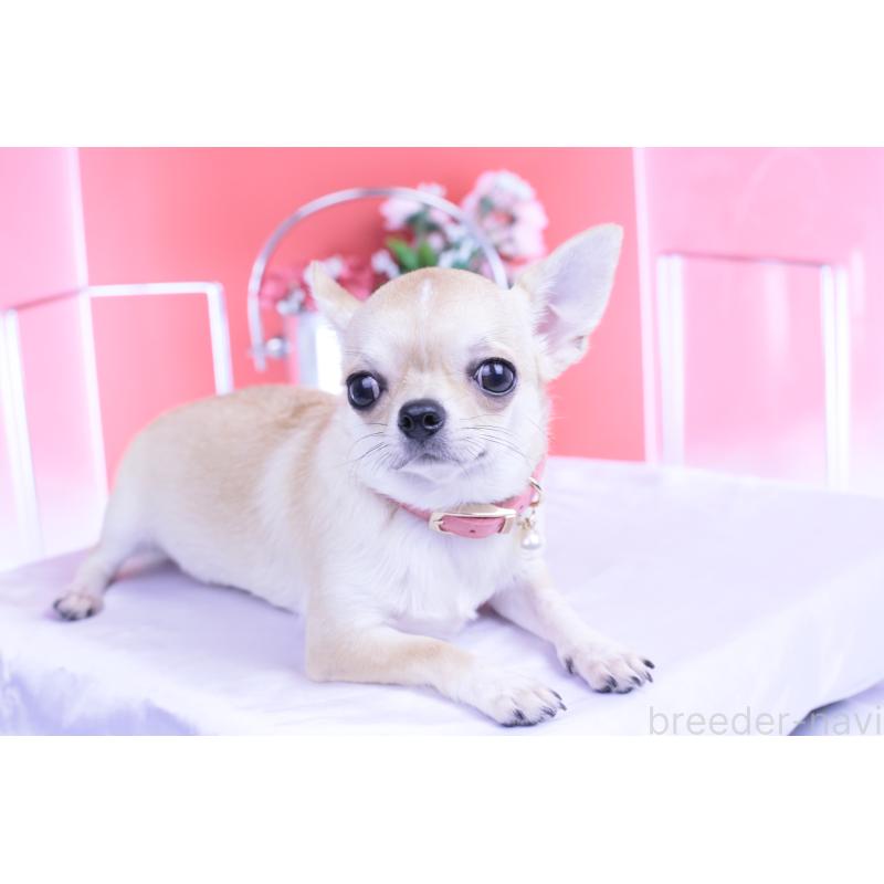 販売中の愛知県のチワワ(スムースコート)-396444の8枚目