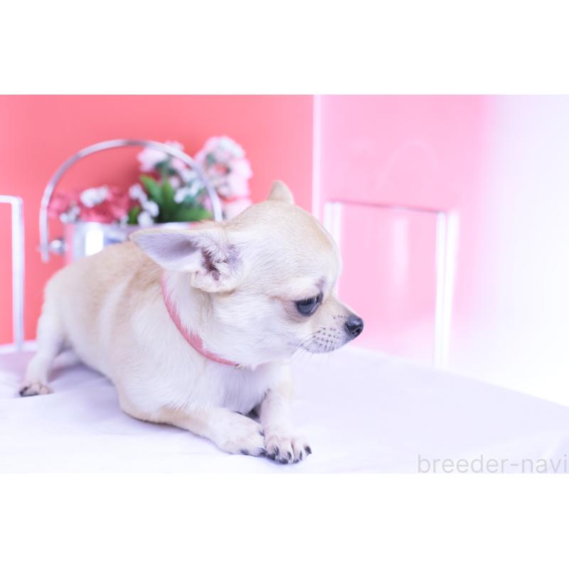 販売中の愛知県のチワワ(スムースコート)-396444の7枚目