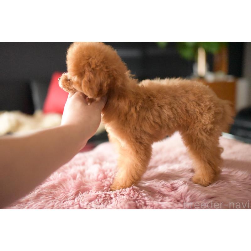 販売中の茨城県のタイニープードル-417875の2枚目