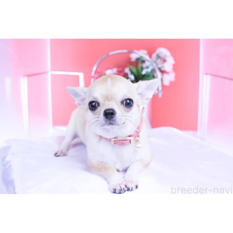 販売中の愛知県のチワワ(スムースコート)-396444の6枚目