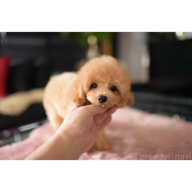 販売中の茨城県のトイプードル-417299の6枚目