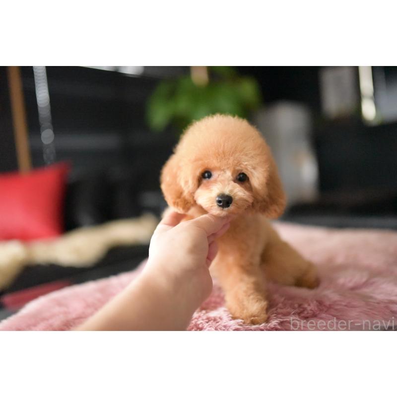 販売中の茨城県のトイプードル-417299の5枚目