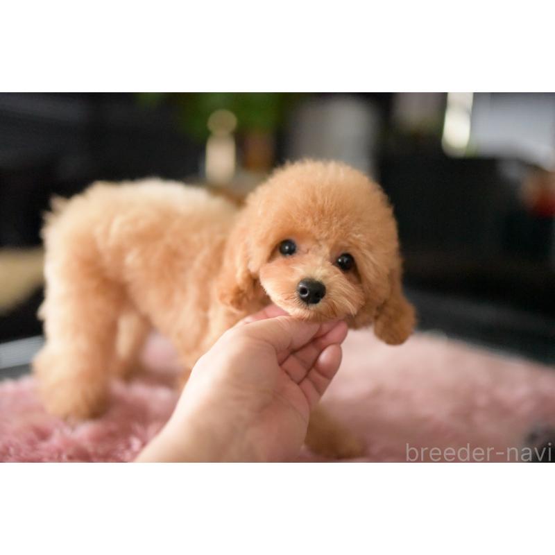 販売中の茨城県のトイプードル-417299の4枚目