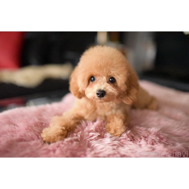 販売中の茨城県のトイプードル-417299の3枚目