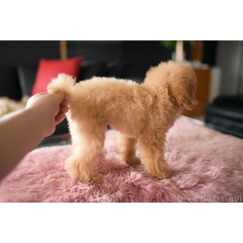 販売中の茨城県のトイプードル-417299の2枚目