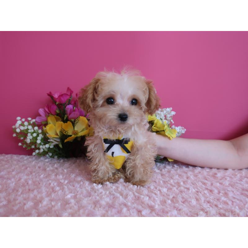 販売中の鹿児島県のティーカッププードル-417616の9枚目