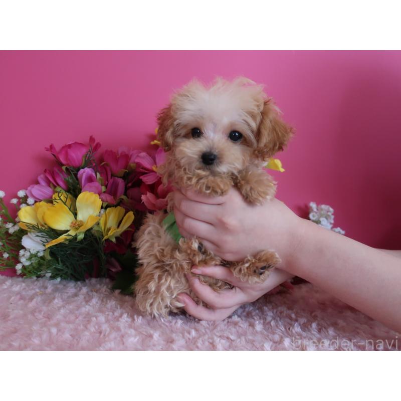 販売中の鹿児島県のティーカッププードル-417616の8枚目