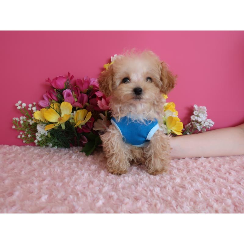 販売中の鹿児島県のティーカッププードル-417616の6枚目