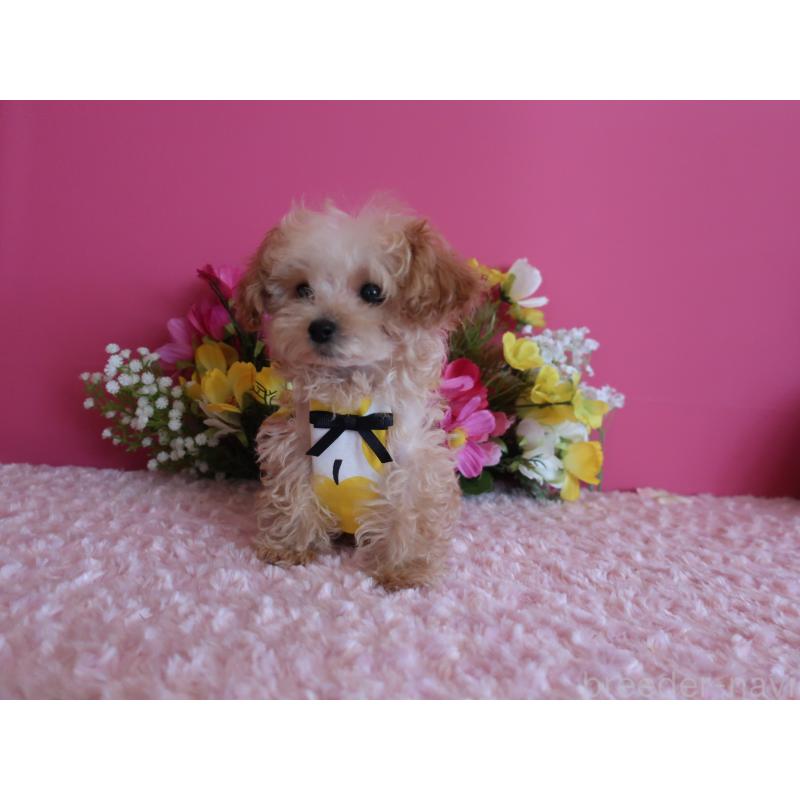 販売中の鹿児島県のティーカッププードル-417616の5枚目