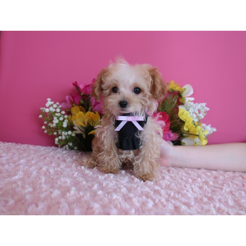 販売中の鹿児島県のティーカッププードル-417616