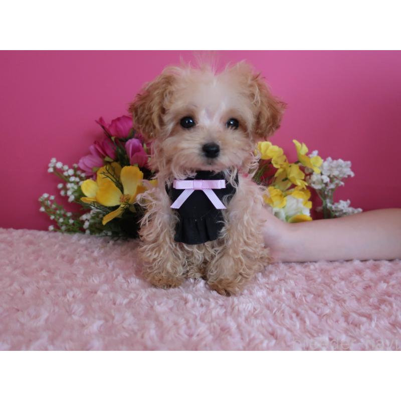 販売中の鹿児島県のティーカッププードル-417616の4枚目