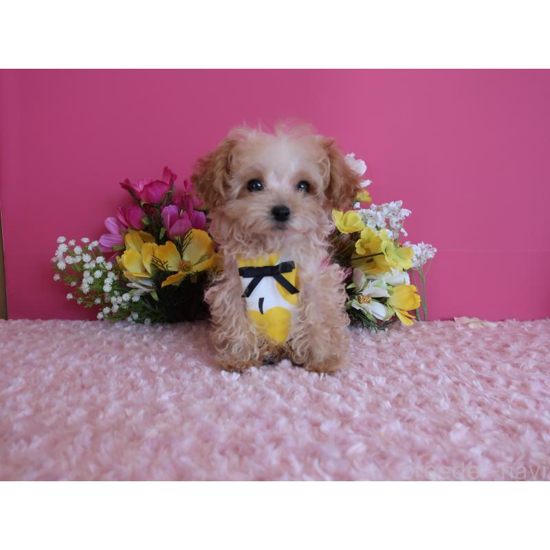 販売中の鹿児島県のティーカッププードル-417616の3枚目