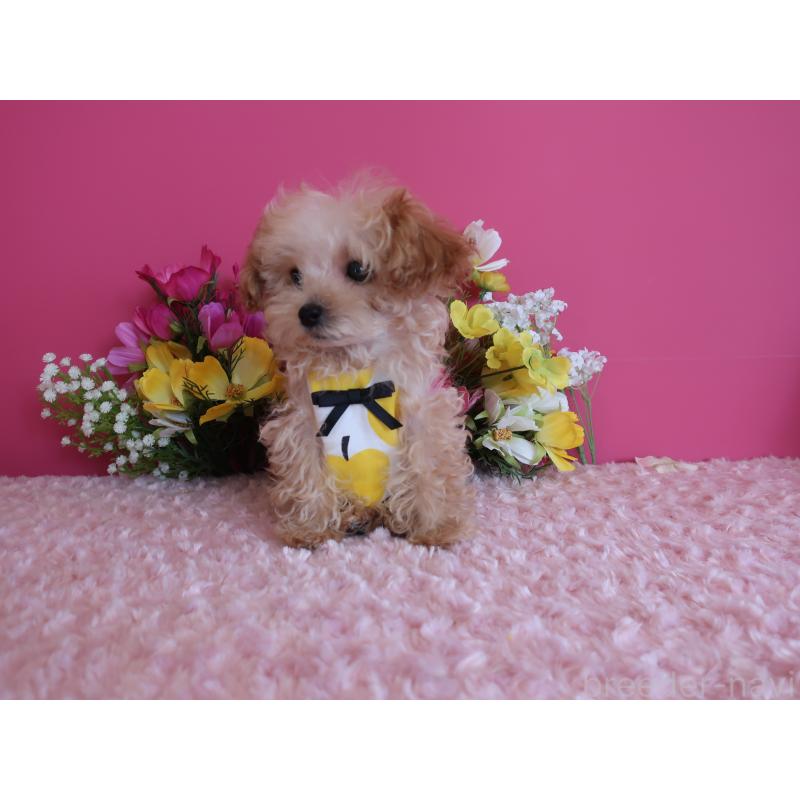 販売中の鹿児島県のティーカッププードル-417616の2枚目