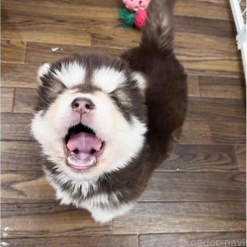 成約済の東京都のアラスカンマラミュート-424888の5枚目