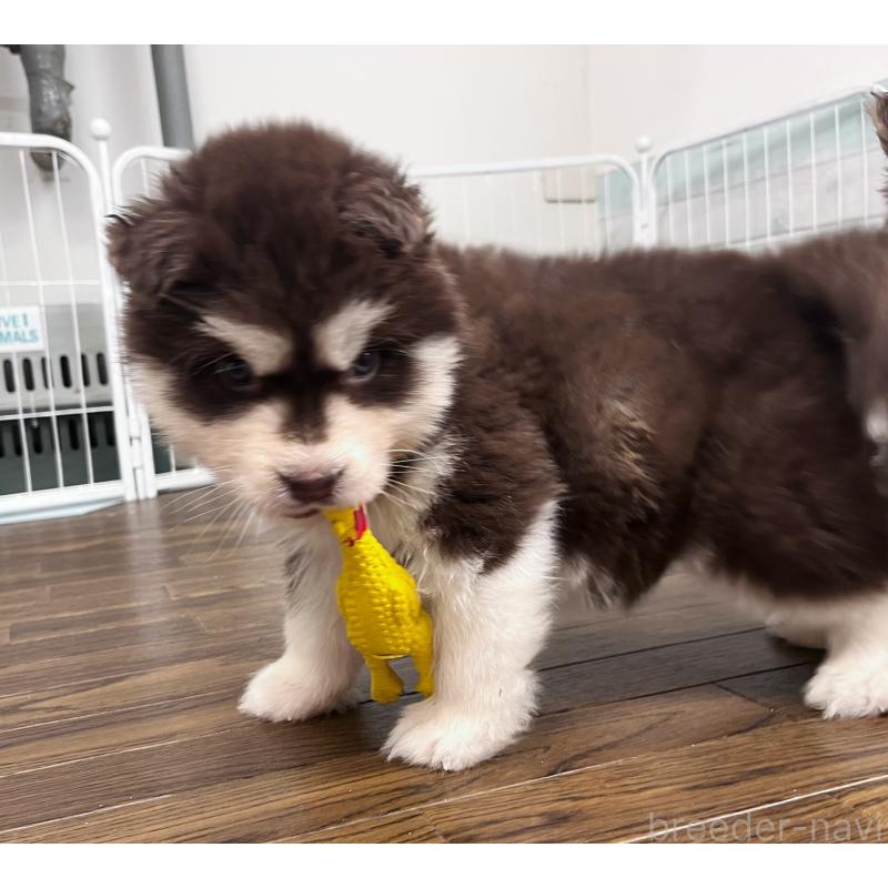 成約済の東京都のアラスカンマラミュート-424888の3枚目