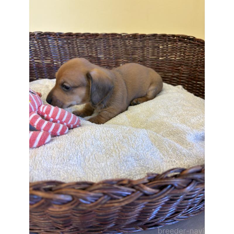 販売中の愛知県のミニチュアダックスフンド(スムースヘアード)-426350の6枚目