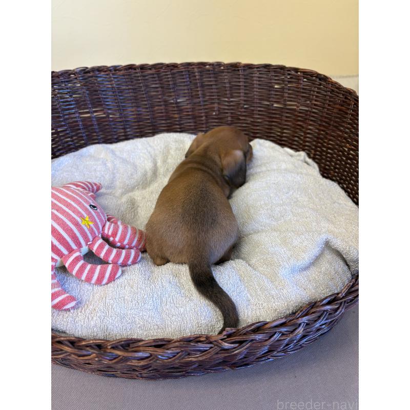 販売中の愛知県のミニチュアダックスフンド(スムースヘアード)-426350の5枚目