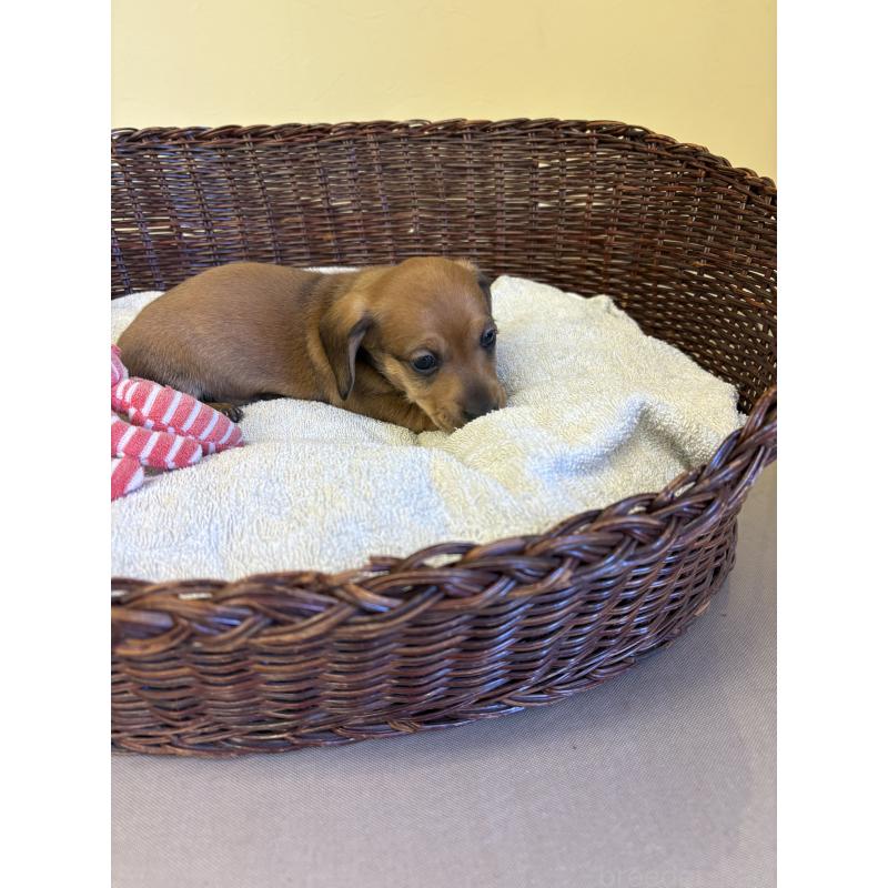 販売中の愛知県のミニチュアダックスフンド(スムースヘアード)-426350の4枚目