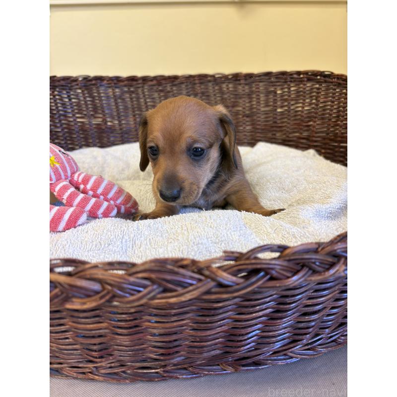 販売中の愛知県のミニチュアダックスフンド(スムースヘアード)-426350の3枚目