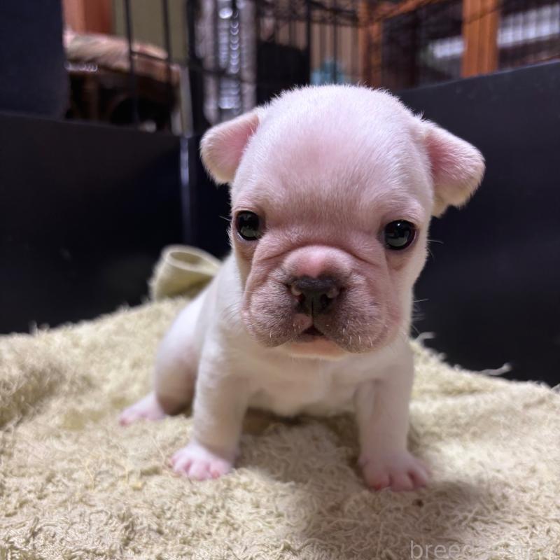 販売中の三重県のフレンチブルドッグ-426376の4枚目