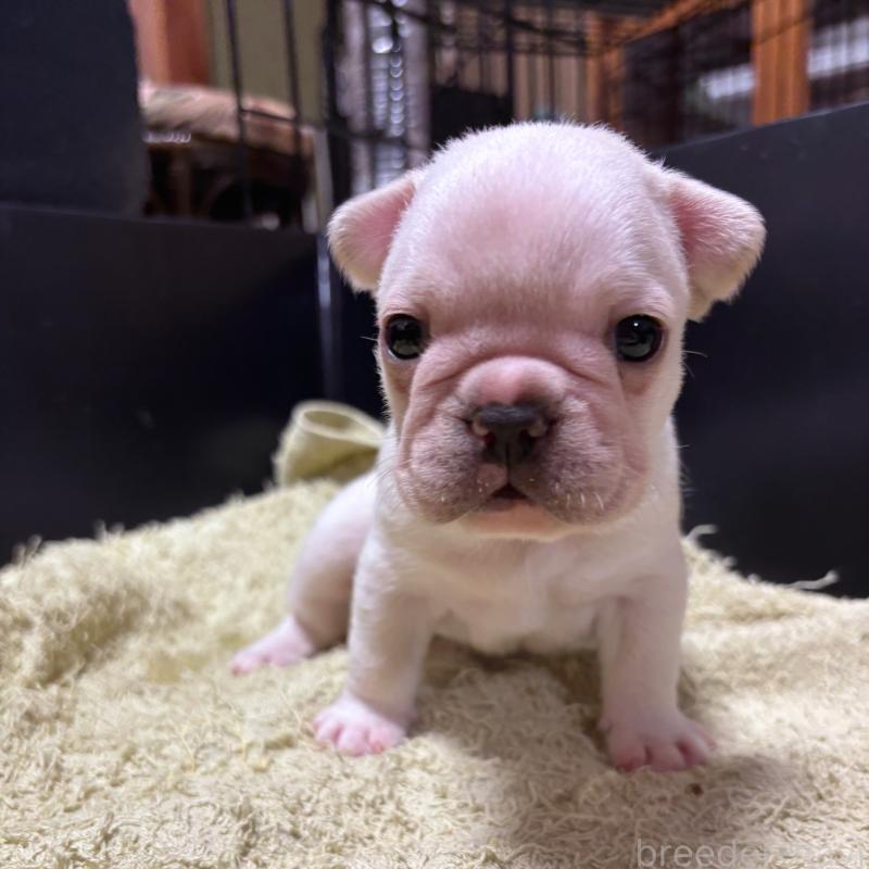 販売中の三重県のフレンチブルドッグ-426376