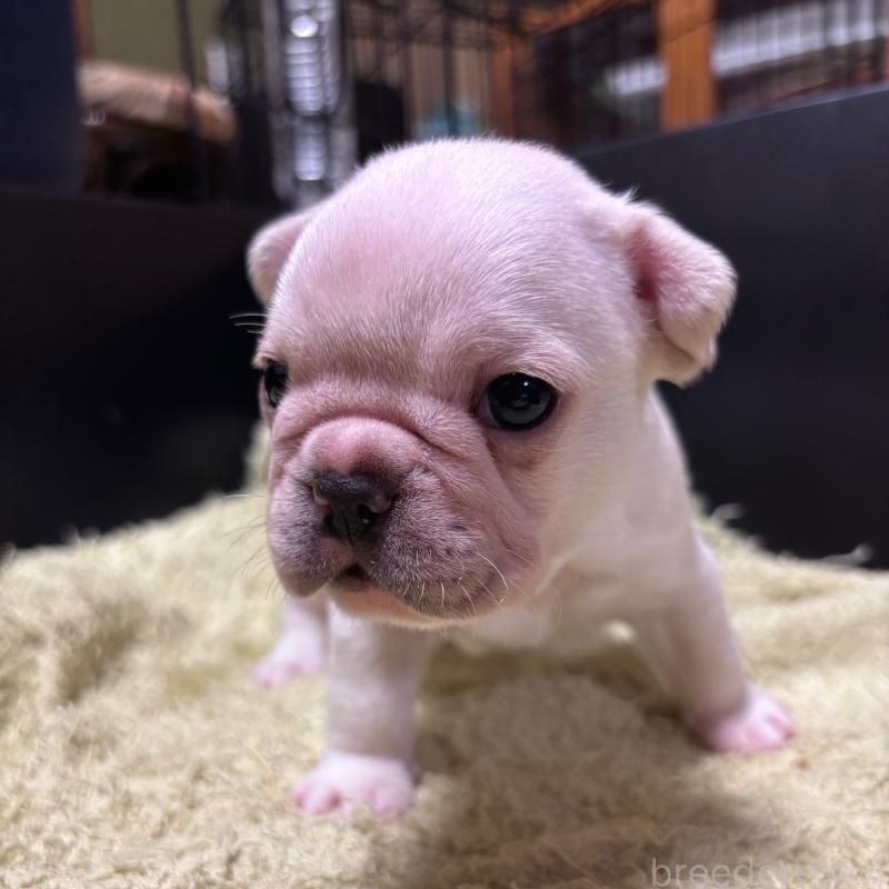 販売中の三重県のフレンチブルドッグ-426376の3枚目