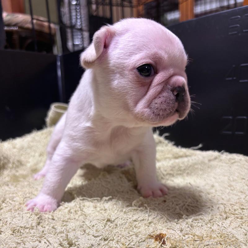 販売中の三重県のフレンチブルドッグ-426376の2枚目