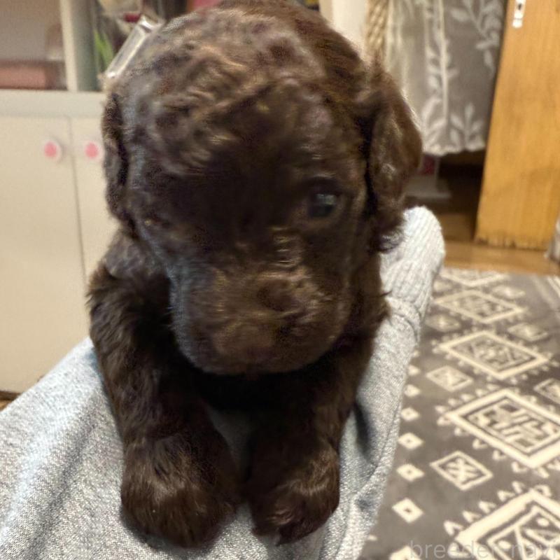 販売中の福岡県のトイプードル-426351の1枚目