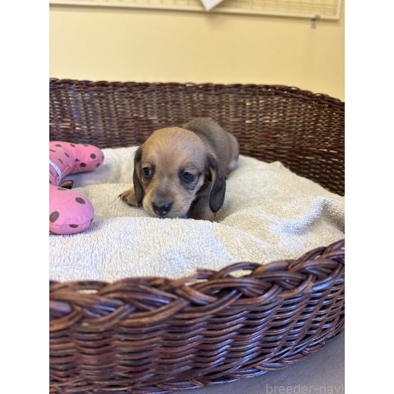 販売中の愛知県のミニチュアダックスフンド(スムースヘアード)-426353の6枚目