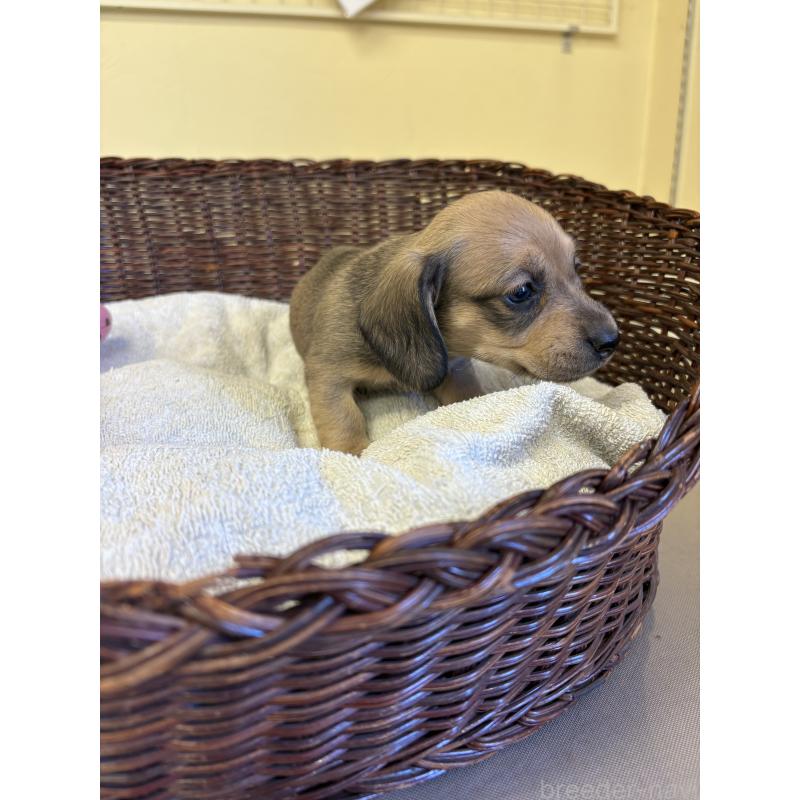 販売中の愛知県のミニチュアダックスフンド(スムースヘアード)-426353の5枚目