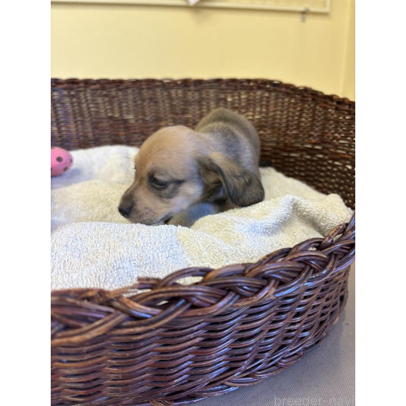 販売中の愛知県のミニチュアダックスフンド(スムースヘアード)-426353の4枚目